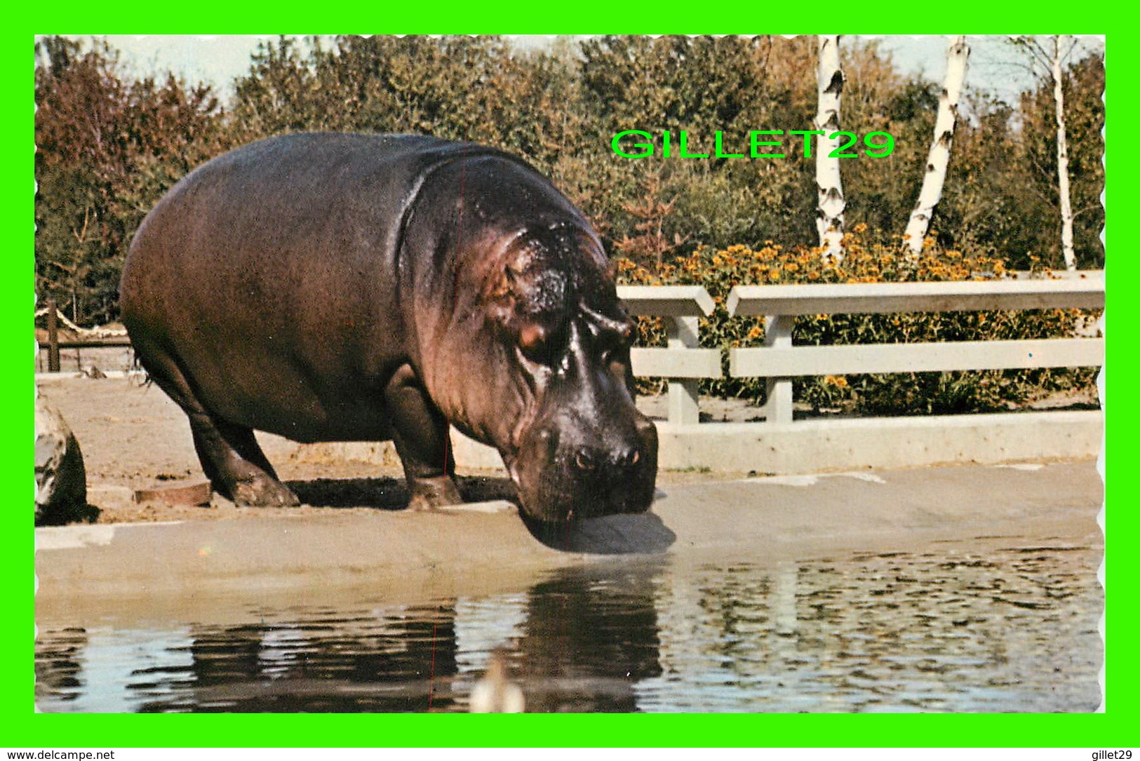 GRANBY, QUÉBEC - HIPPOPOTAME AU JARDIN  ZOOLOGIQUE DE GRANBY - UNIC - - Granby