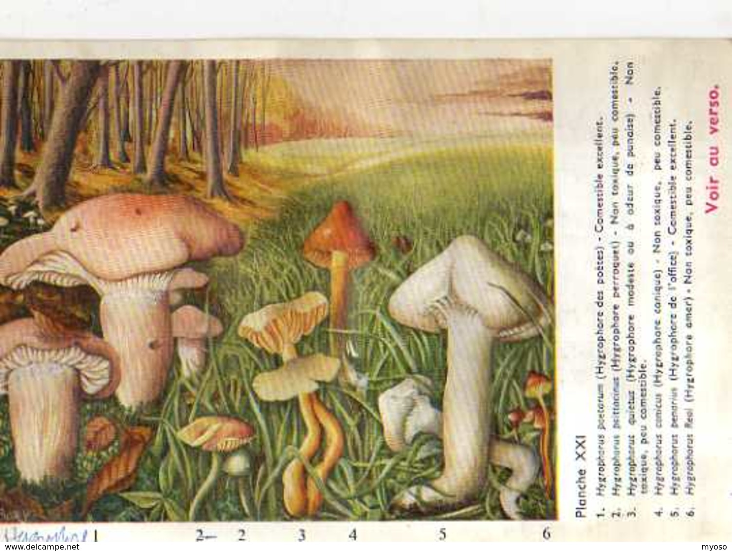 Champignons Pub Terramycine,planche XXI Extraite Des Champignons D'Europe Par Roger Heim, Hygrophrus - Mushrooms