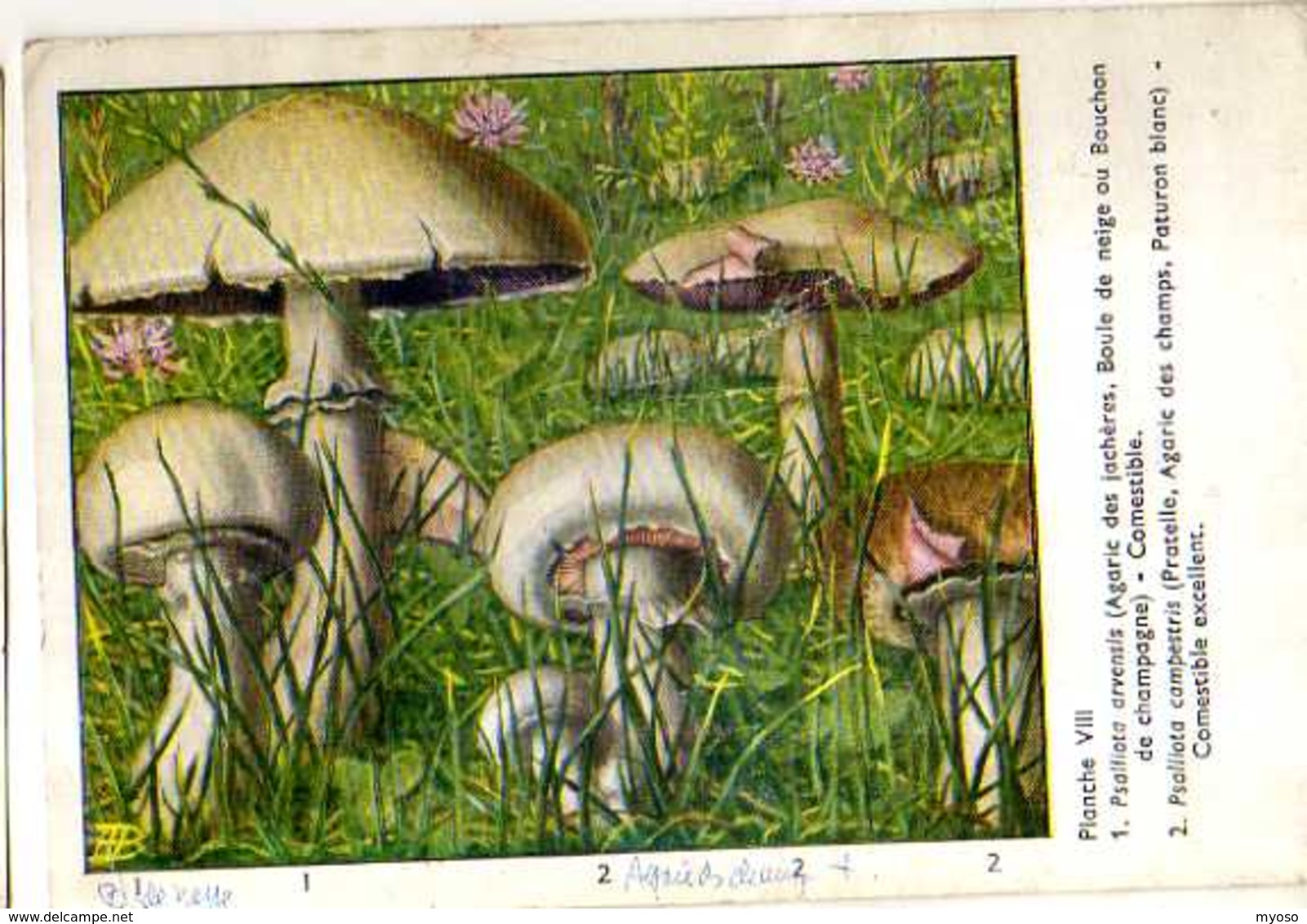 Champignons Pub Terramycine,planche VIII  Extraite Des Champignons D'Europe Par Roger Heim, Psalliota - Mushrooms