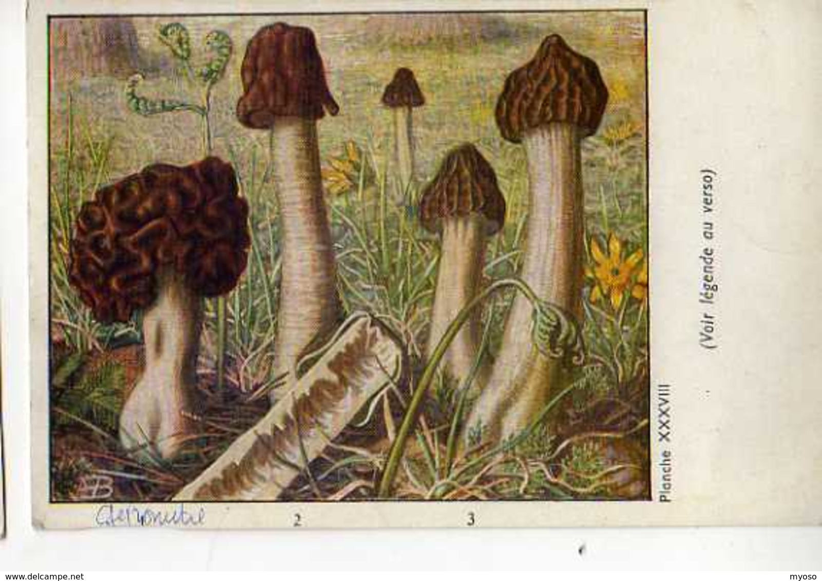 Champignons Pub Terramycine,planche XXXVIII Extraite Des Champignons D'Europe Par Roger Heim, Gyromitre Verpa Mitriphora - Pilze