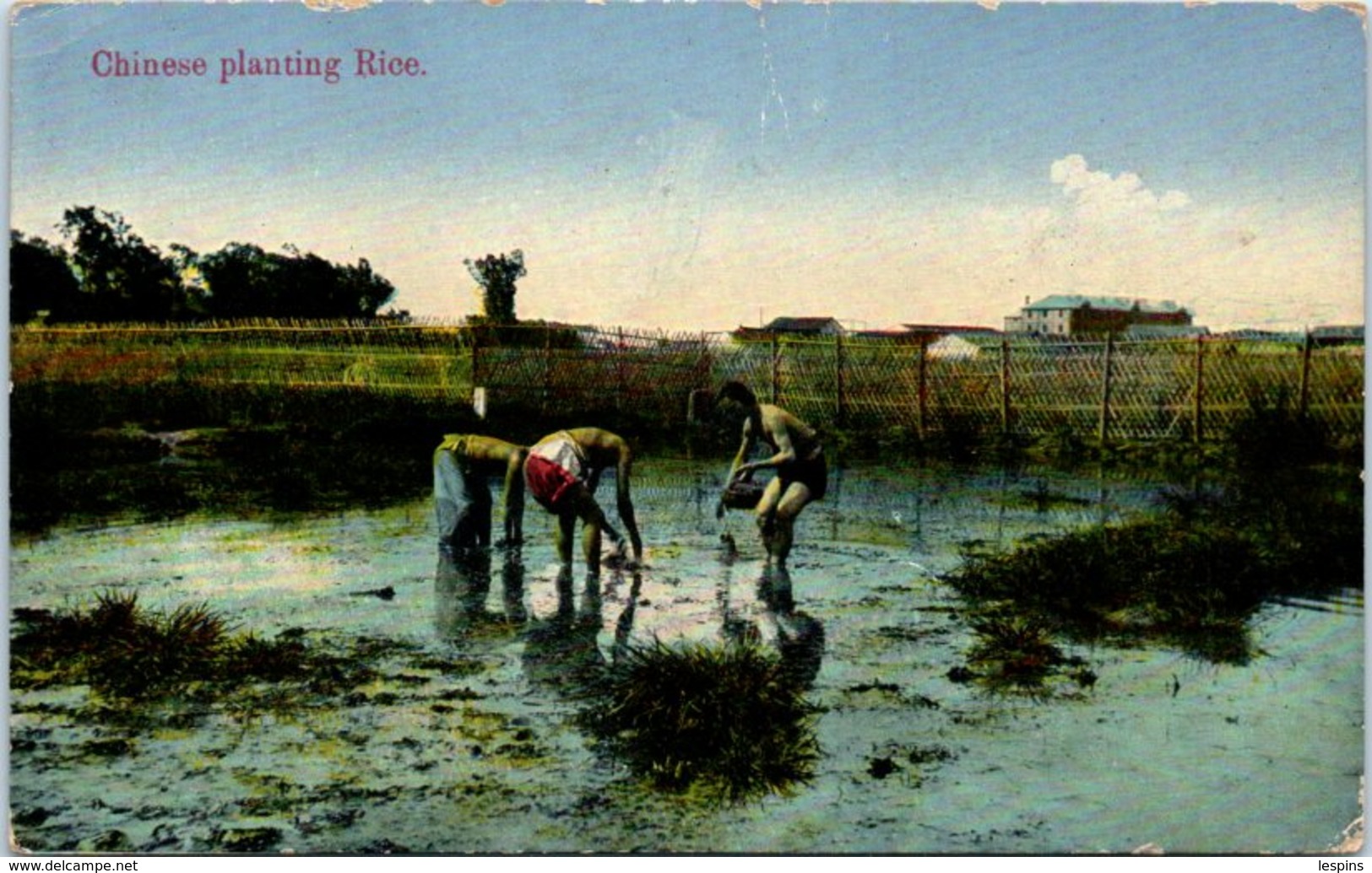 ASIE - CHINE -- Chinese Planting Rice - Cina