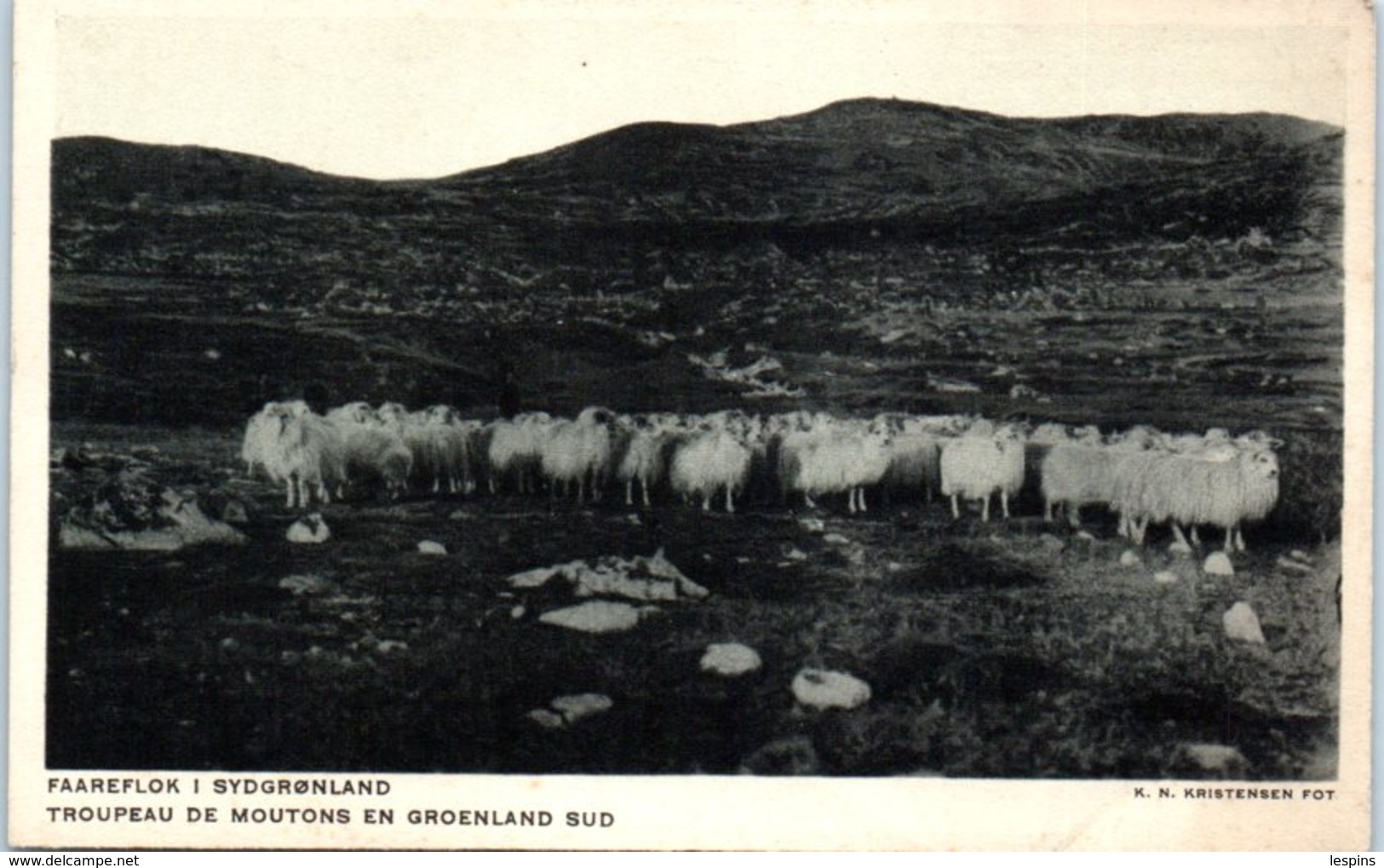 GROENLAND -- Troupeau De Moutons - Groenland