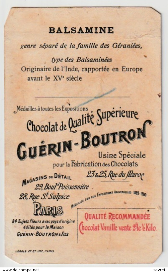 BALSAMINE - INDE - Guerin Boutron