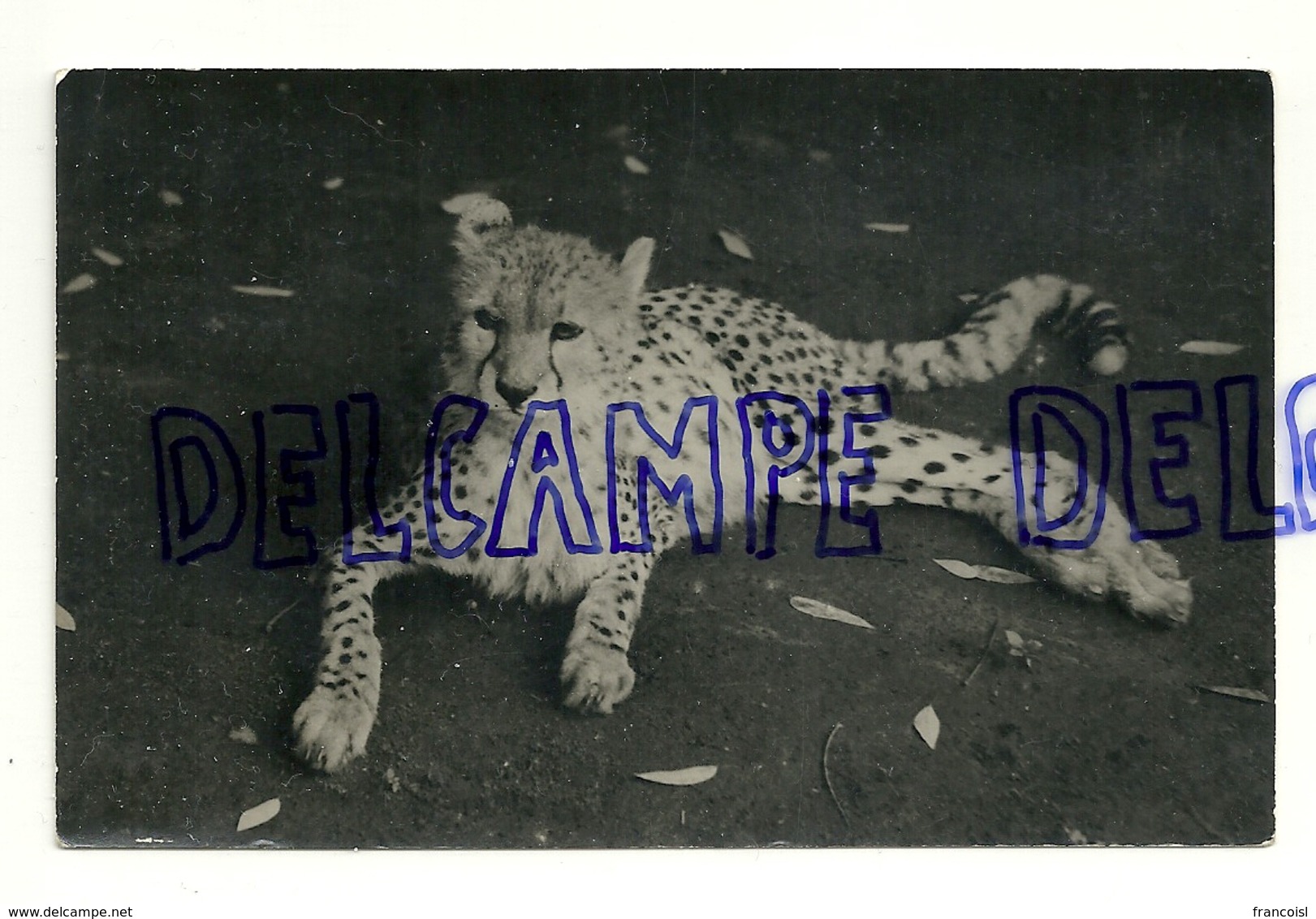 Guépard. Photocongo Matadi. 1953. Congo Belge - Andere & Zonder Classificatie