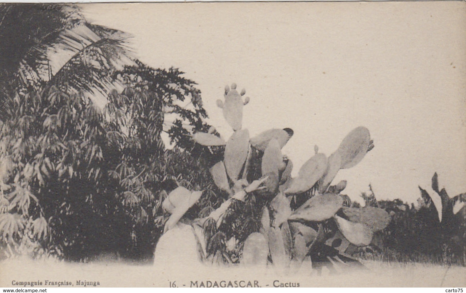 Plantes -  Cactus Raquettes - Madagascar Majunga - Cactusses