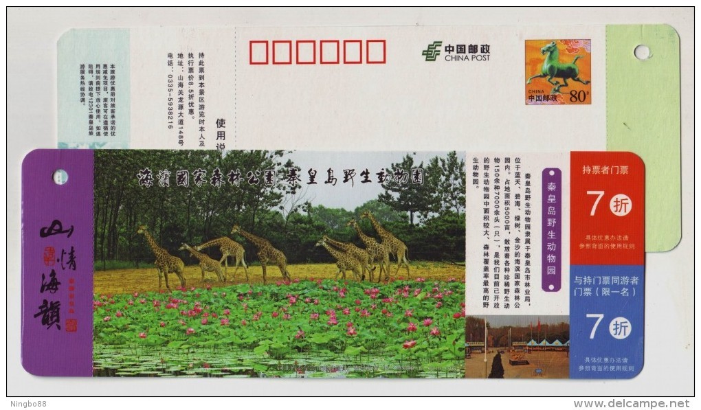 Giraffe,China 2013 Qinhuangdao Wild Animal Zoo Scenic Spot Admission Ticket Pre-stamped Card - Giraffes