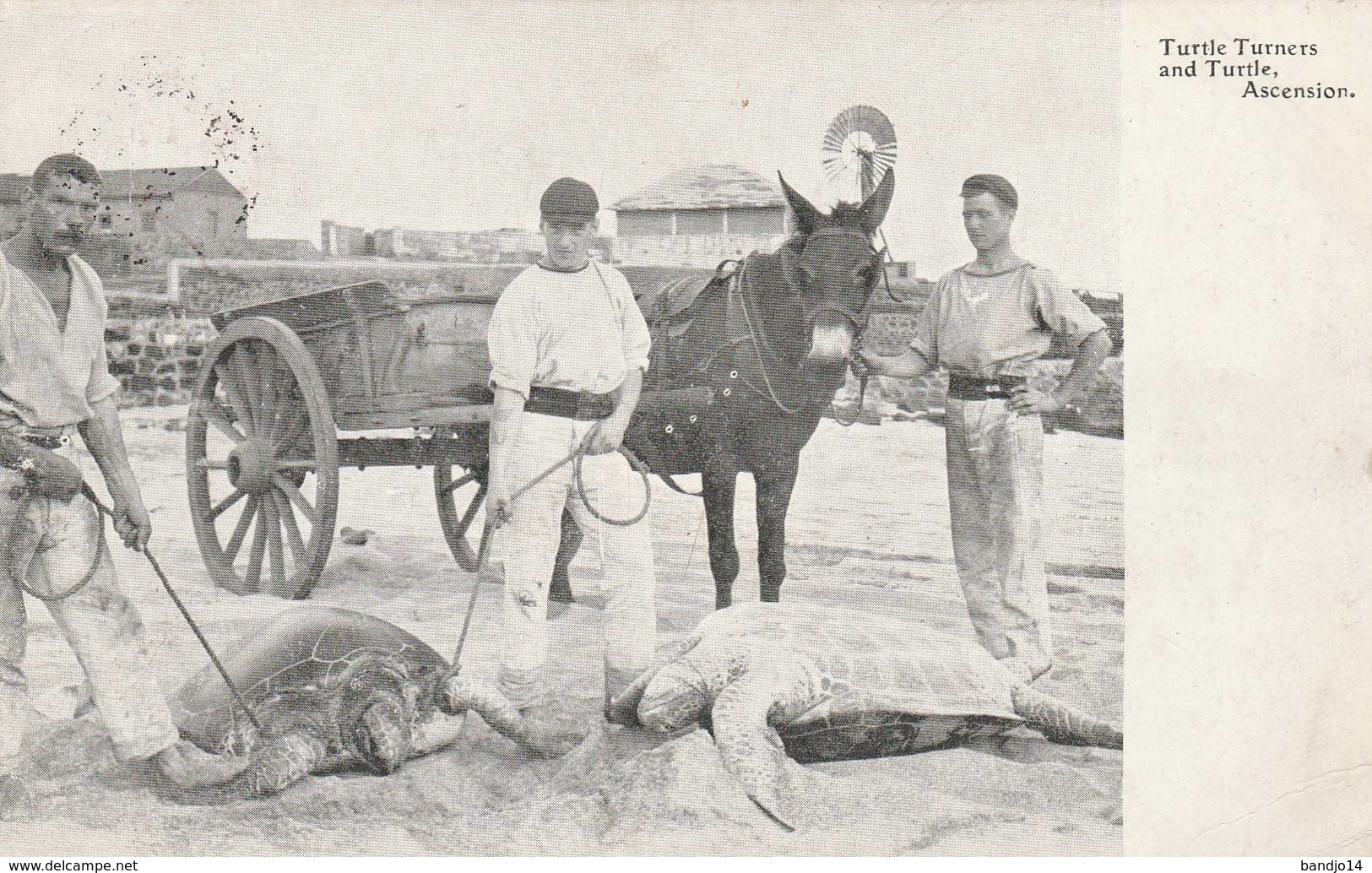 Ile  D'Ascension -  1909 - Turtle Turner And Turtle  - Scan Recto-verso - Isla Ascensión