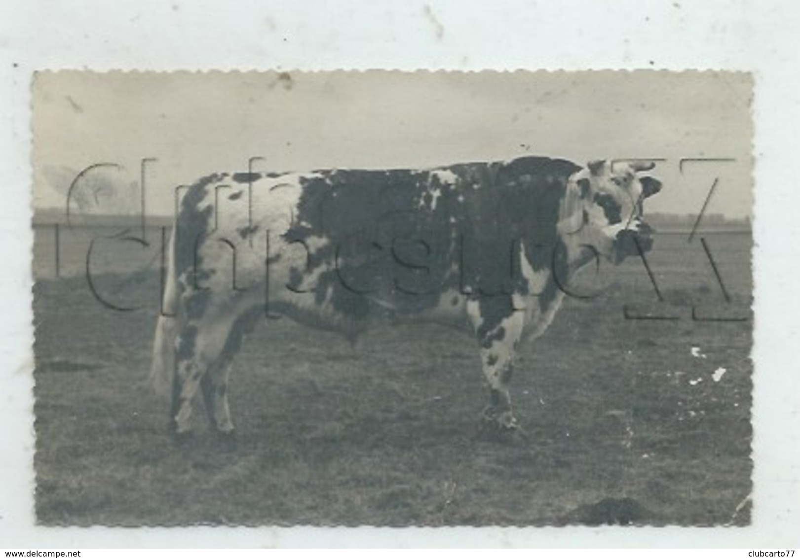 Ourville-en-Caux (76): Photo PF GP D'une Vache Normande De Concours Agricole En 1950 RARE. - Ourville En Caux