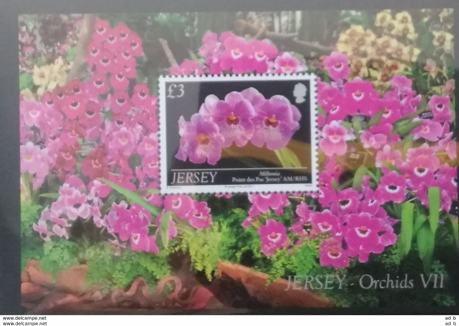 2011 Jersey. Orchids (VII) . Stamp Set & Miniature Sheet. Presentation Packs. MNH - Orchideen