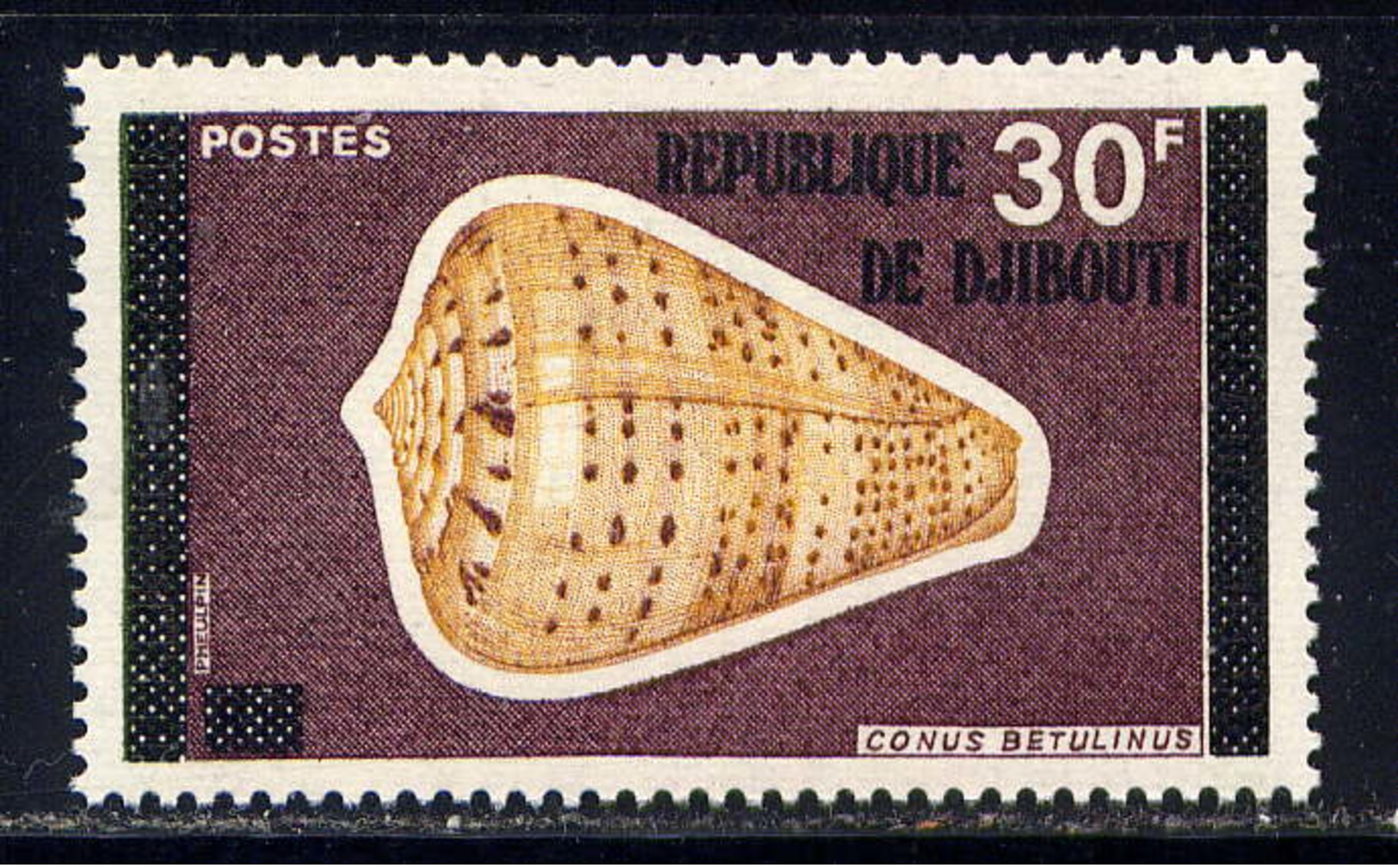 DJIBOUTI - 446** - CONUS BETULINUS - Djibouti (1977-...)