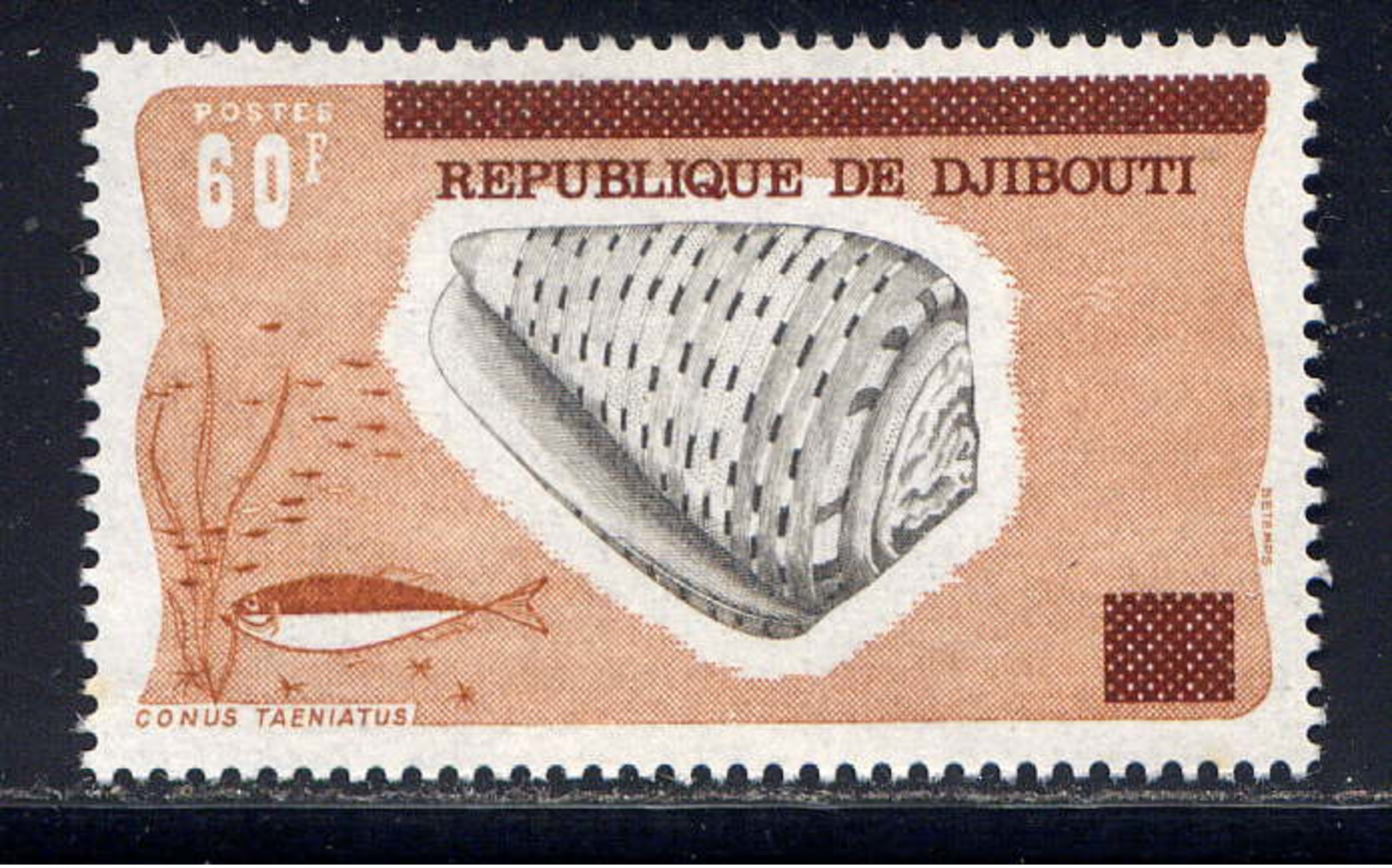 DJIBOUTI - 451** - CONUS TAENIATUS - Djibouti (1977-...)