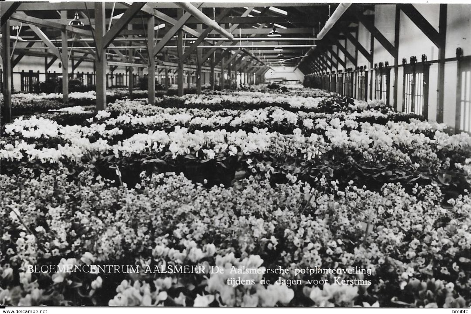 Aalsmer  Centre De La Floriculture - La Criée Pour La Vente Des Plantes En Pots Du Temps De Noël - Aalsmeer