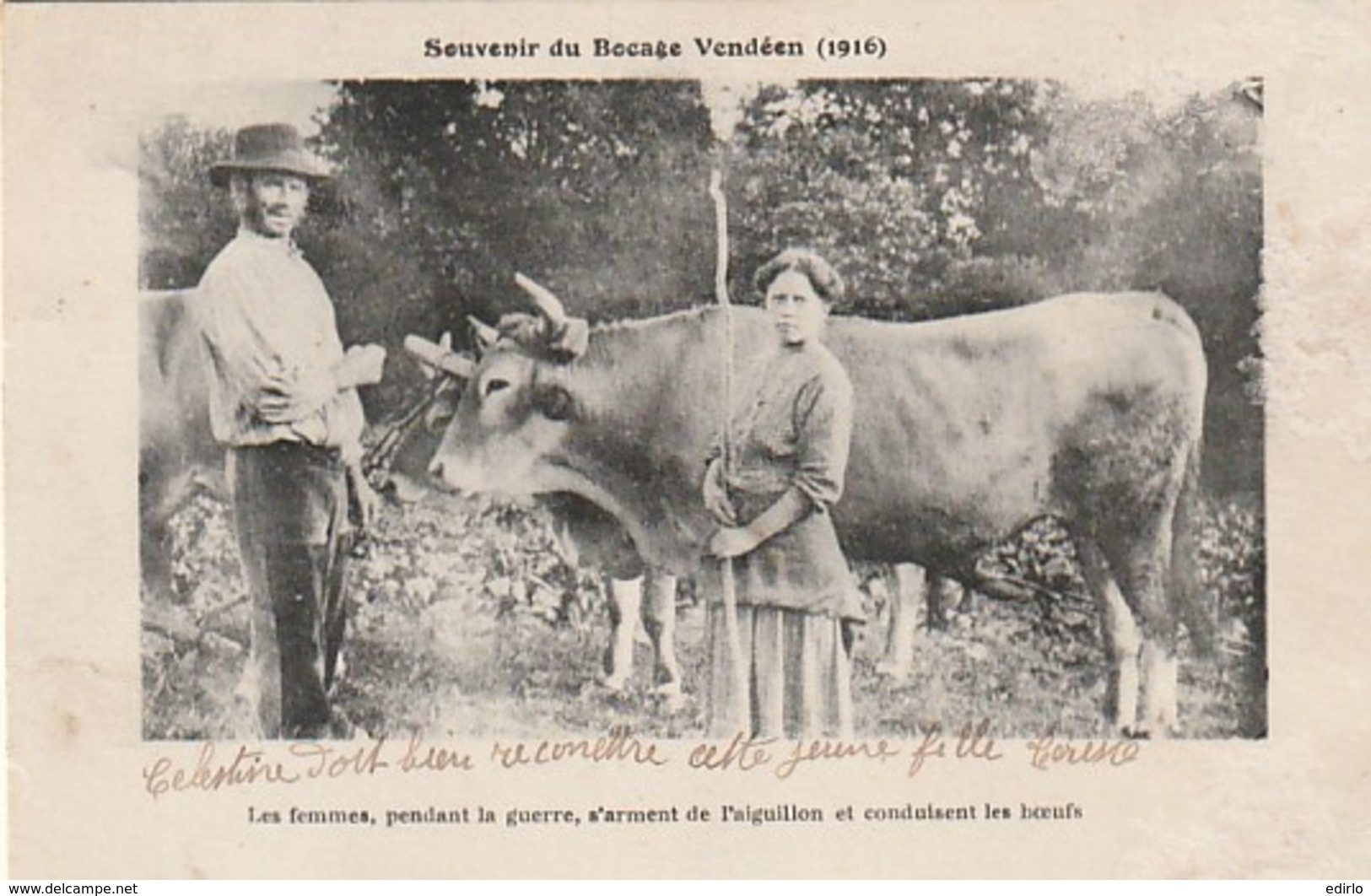 ***  ELEVAGE  ***   Souvenir Du Bocage Vendéen Les Femmes Pendant La Guerre S'arment De L'aiguillon Et Conduisent Les Bs - Elevage