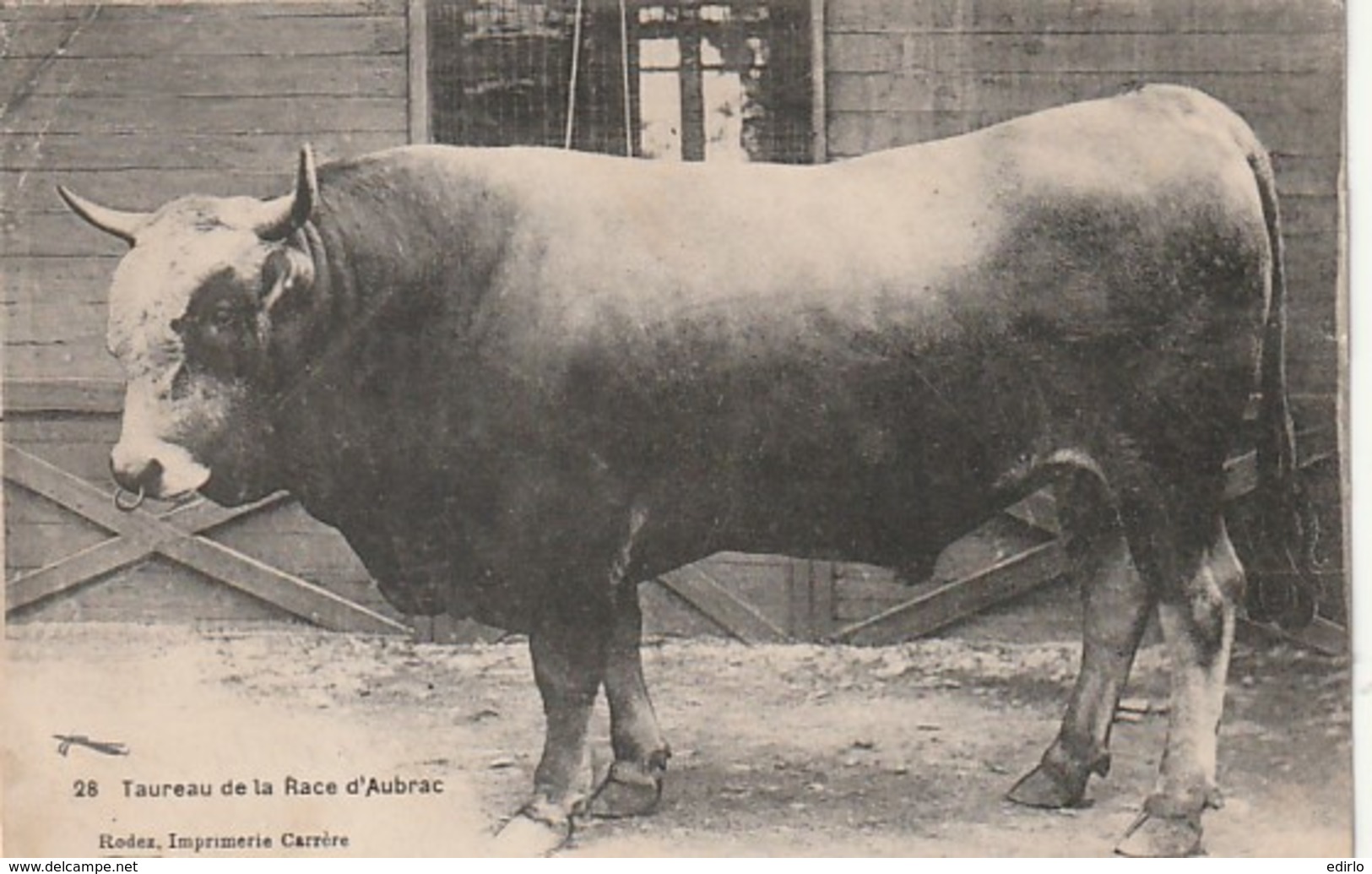 ***  ELEVAGE  ***   Taureau De La Race AUBRAC Petit Pli Angle Voyagé - Allevamenti