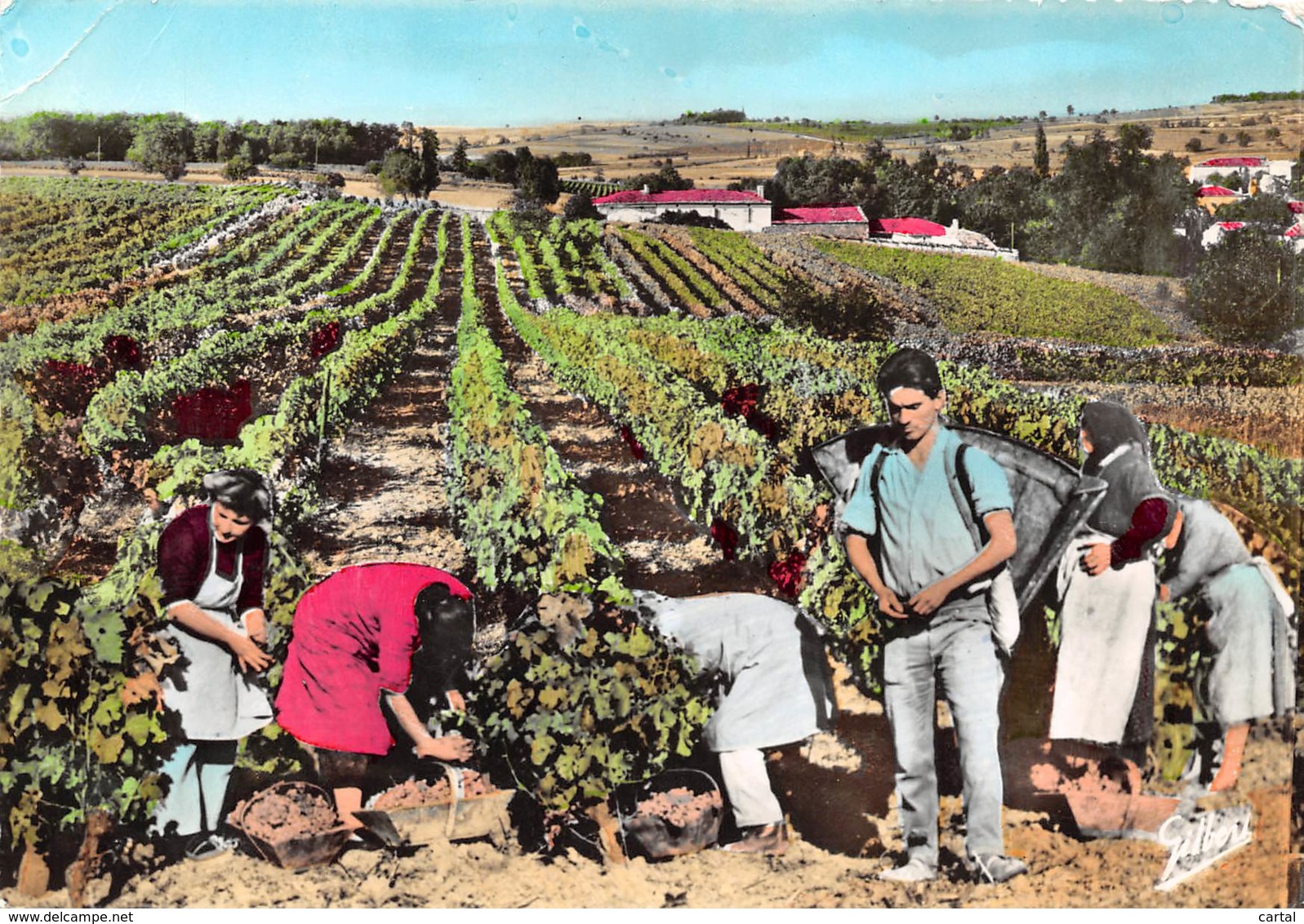 CPM - 16 - Région De COGNAC - Les Vendanges - Cognac