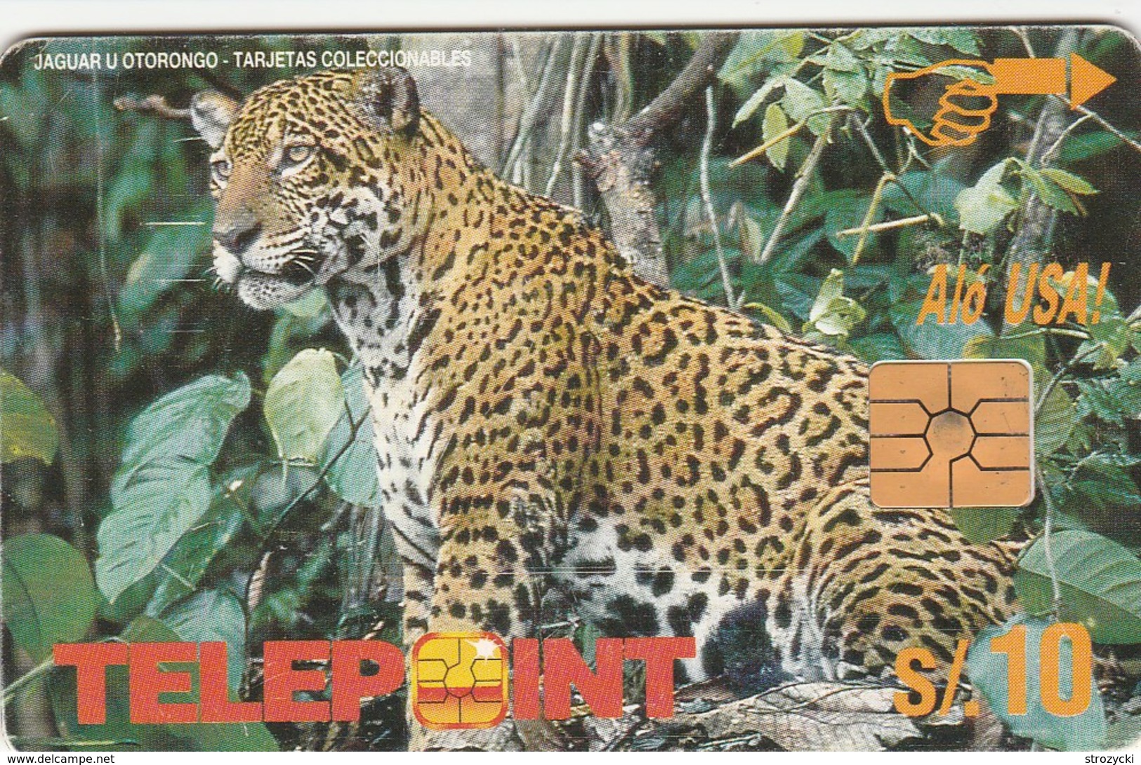 Peru - Jaguar U Otorongo - Pérou