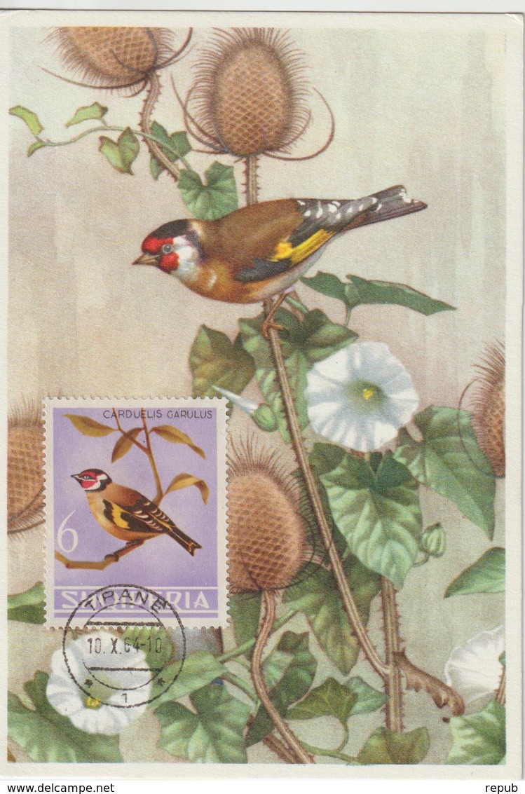 Albanie Carte Maximum Oiseaux 1964 Chardonneret 705 - Albania