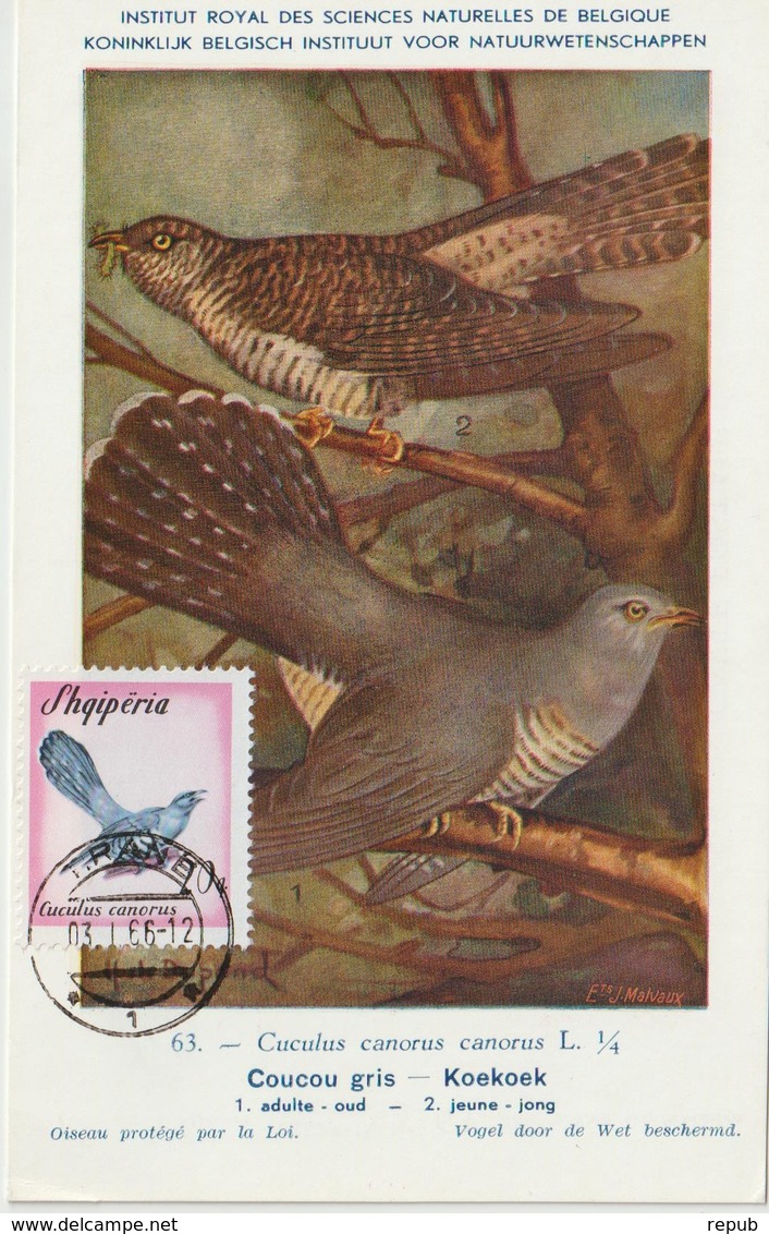 Albanie Carte Maximum Oiseaux 1965 Coucou 798 - Albanie