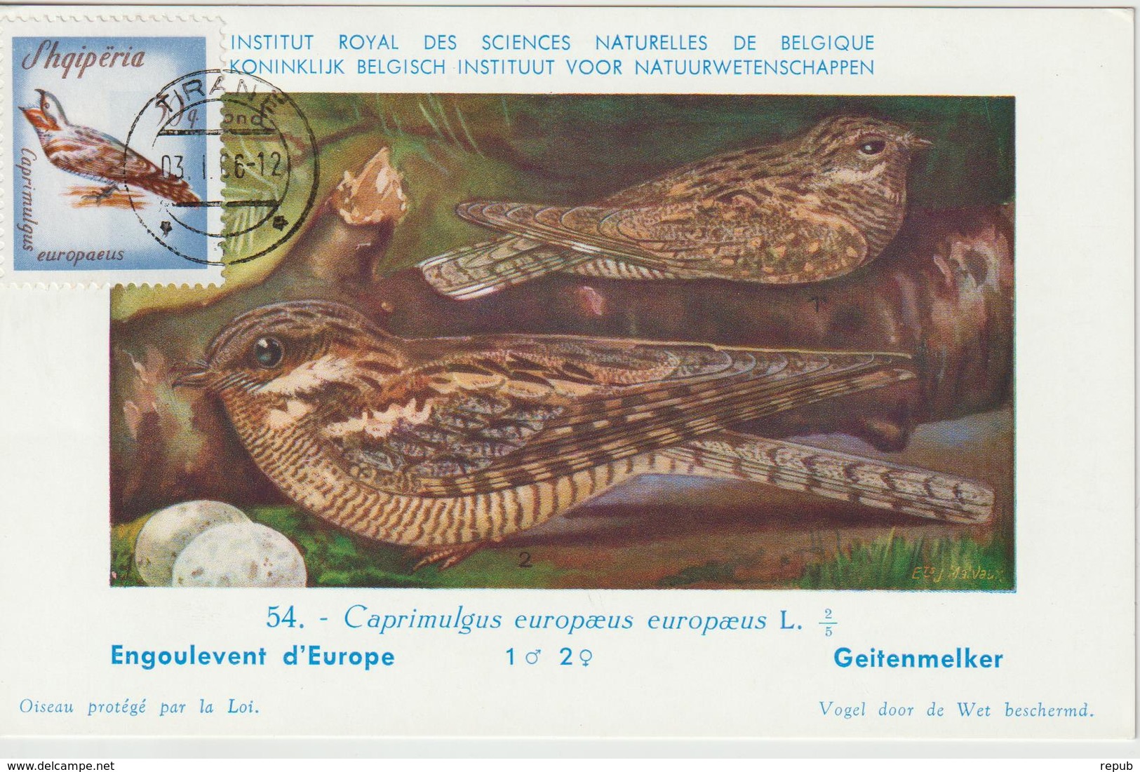 Albanie Carte Maximum Oiseaux 1965 Engoulevent 801 - Albanie