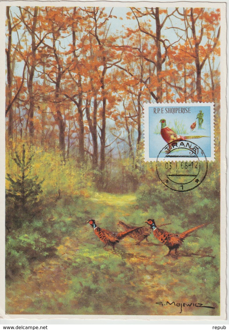 Albanie Carte Maximum Oiseaux 1965 Faisans 811 - Albania