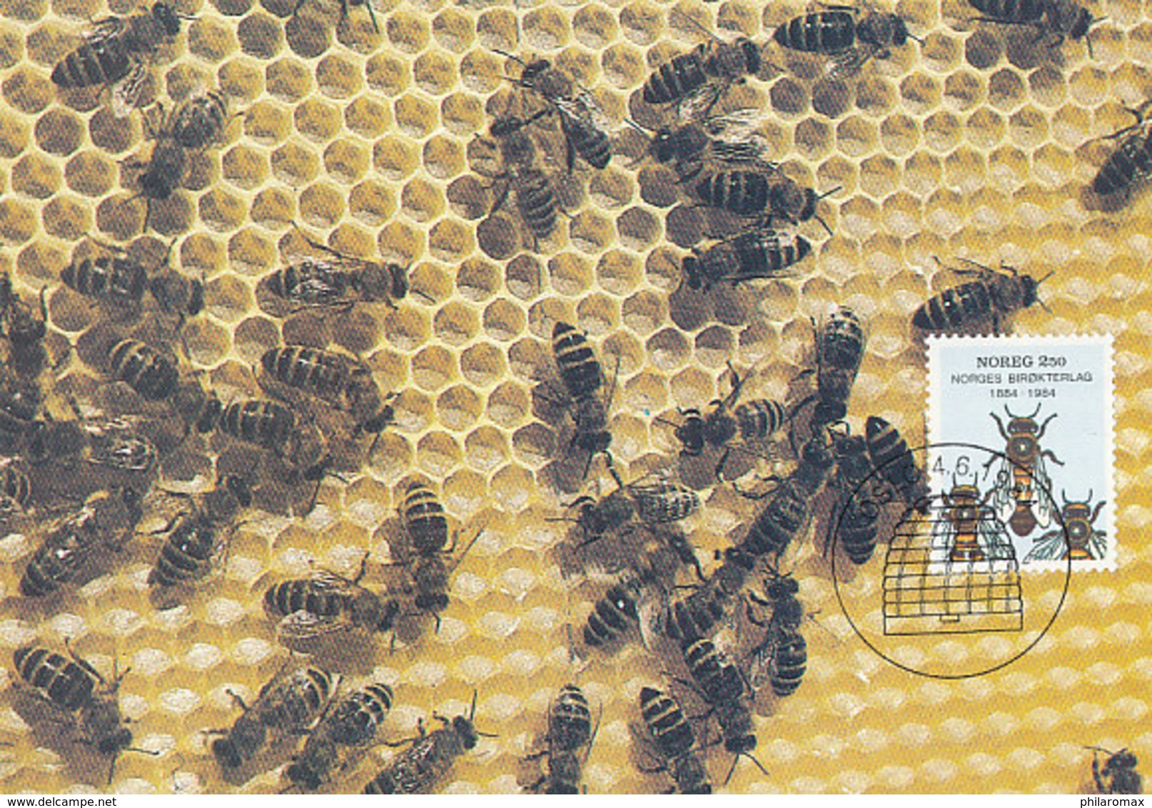 D36758 CARTE MAXIMUM CARD 1984 NORWAY - WORKER BEES BIENEN CP ORIGINAL - Abeilles