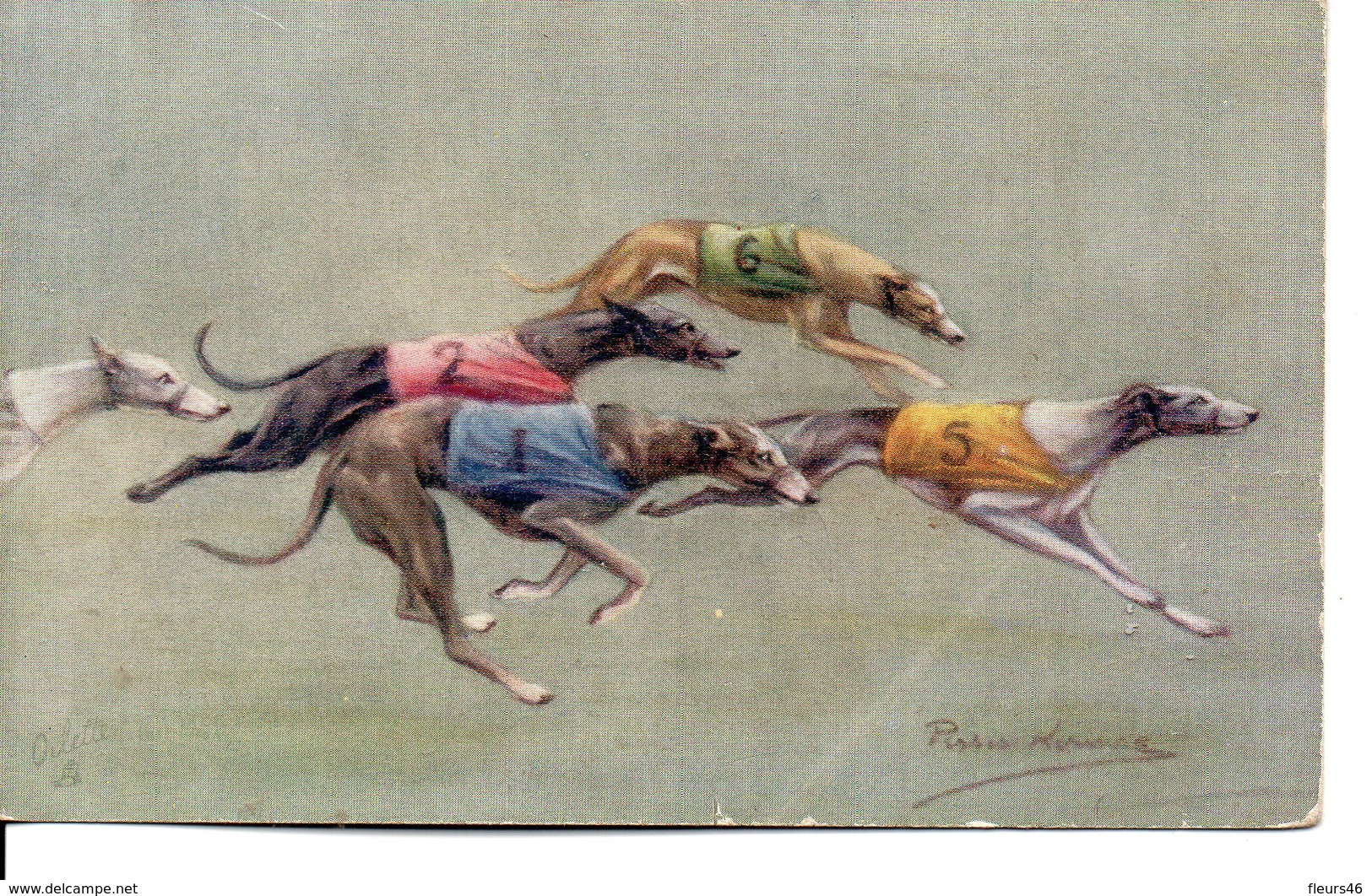 Belle Illustrée Signée Persis Kirmsz. LEVRIERS GREYHOUNDS EN COURSE 2 - Chiens