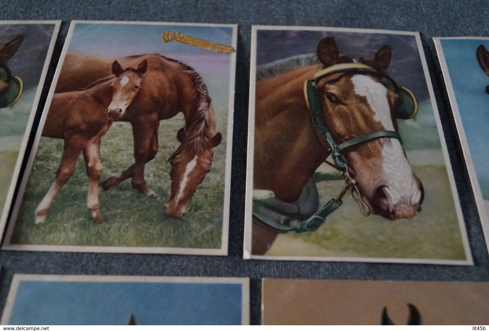 Superbe Lot Collection De 14 Cartes Avec Chevaux,RARE Pour Collection,collector - Chevaux