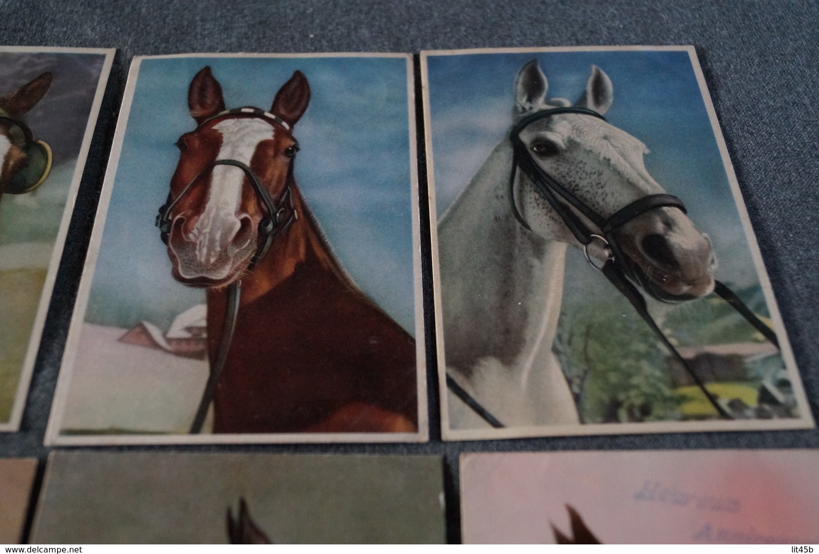 Superbe Lot Collection De 14 Cartes Avec Chevaux,RARE Pour Collection,collector - Chevaux