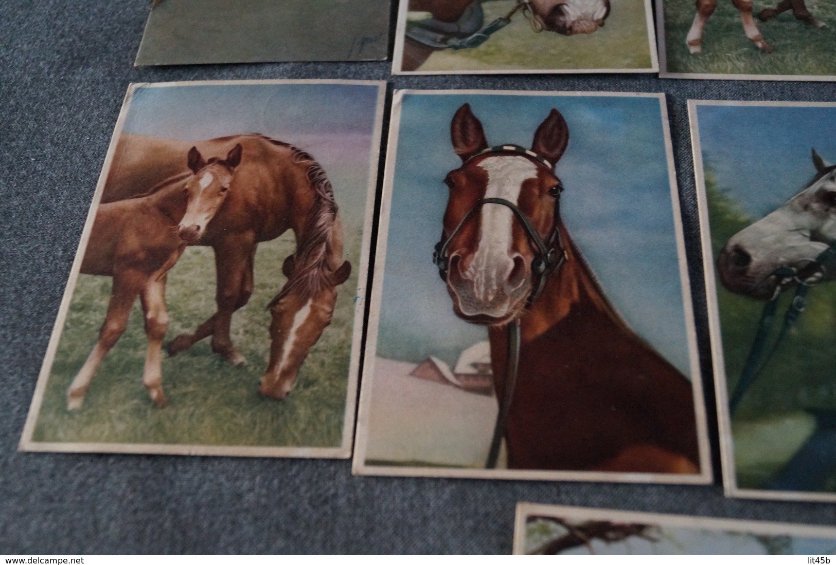 superbe lot collection de 14 cartes avec chevaux,RARE pour collection,collector