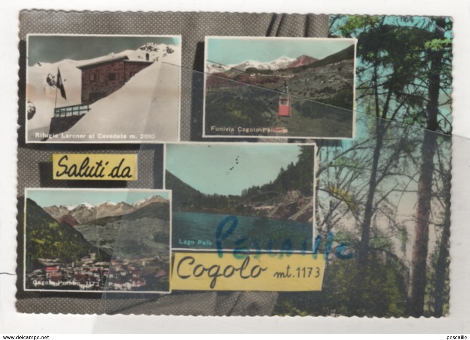 TRENTINO ALTO ADIGE - CP COLORISEE SALUTI DA COGOLO - FOTOEDIZIONI F.lli OREMPULLER TRENTO R 1390 - CIRCULEE 1965 - Sonstige & Ohne Zuordnung