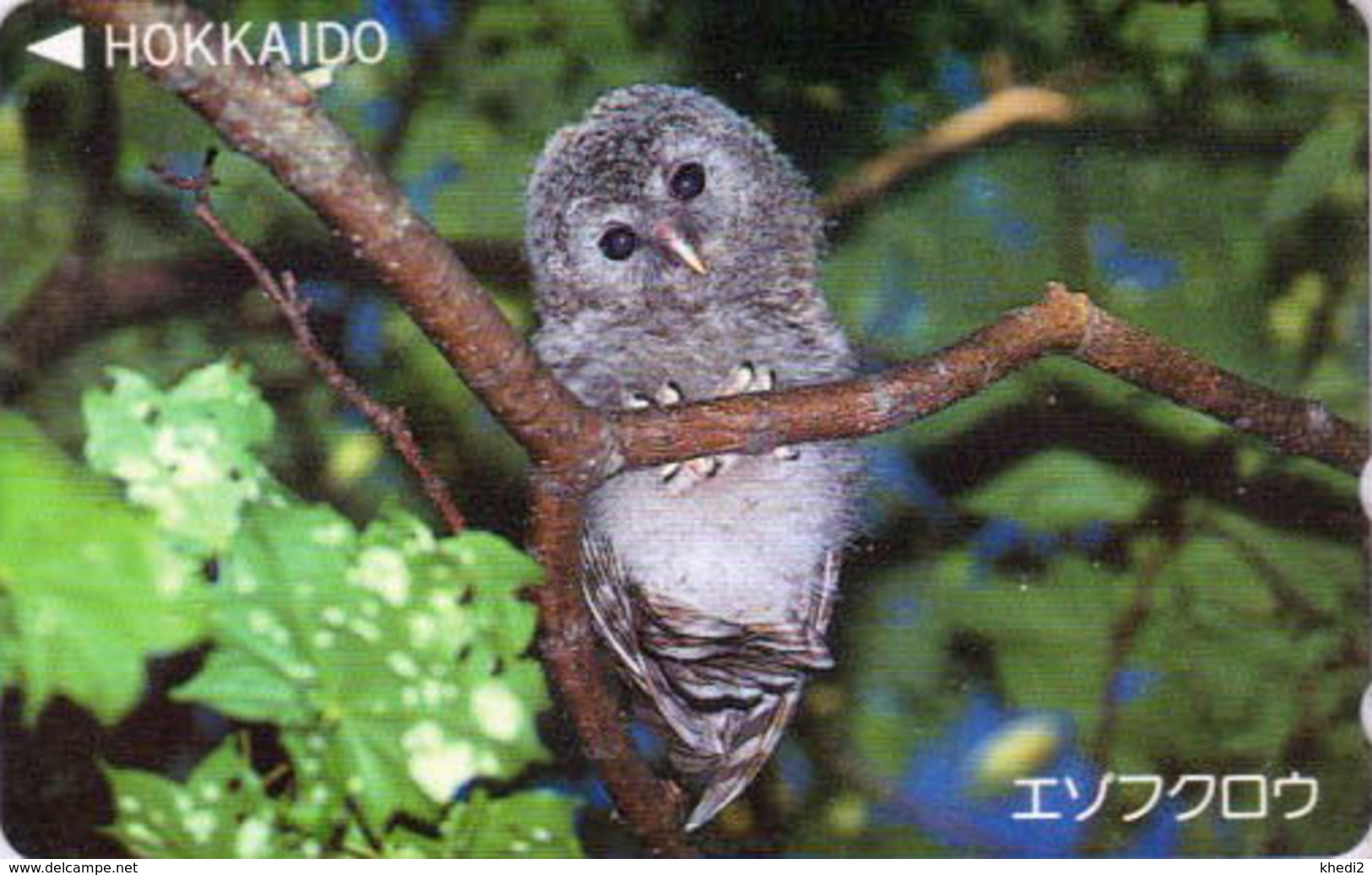 RARE TC NEUVE Japon / 110-016 - ANIMAL - Oiseau HIBOU CHOUETTE HOKKAIDO - OWL BIRD Japan MINT Phonecard - EULE - 4282 - Gufi E Civette