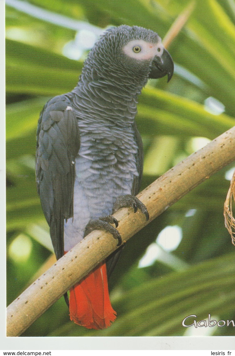 CP - PHOTO - FAUNE DU GABON - PERROQUET JACO - A 601 K - TROPICOLOR - Gabón