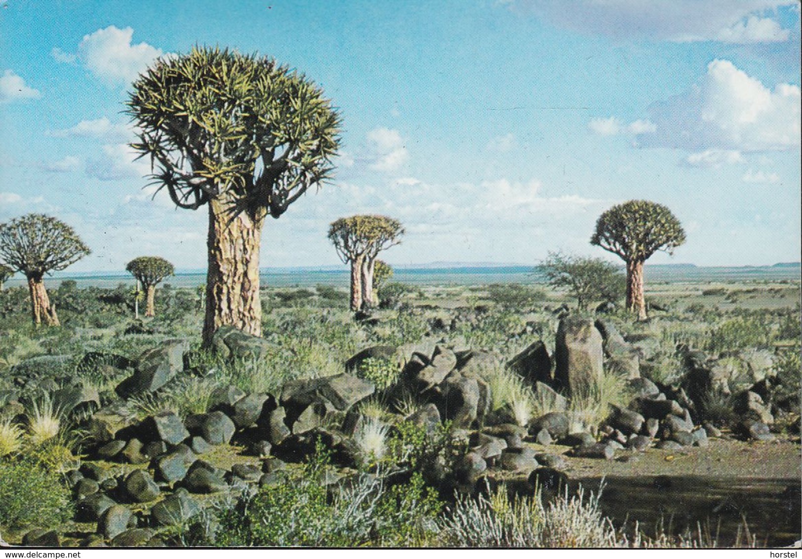 South Africa - Kokerbaum - Quiver Tree - Nice Stamp - Südafrika