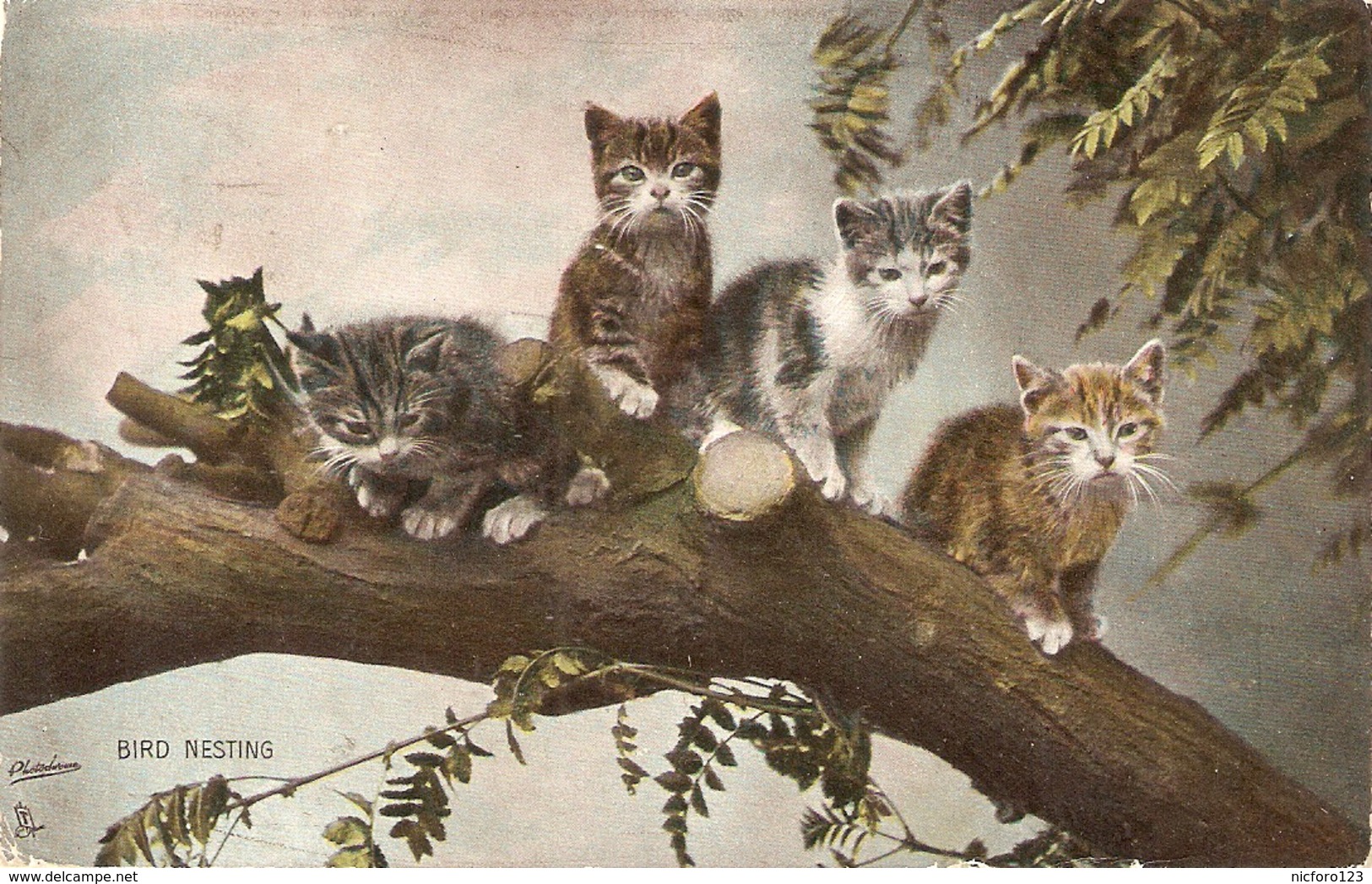 "Four Cats In Bird Nesting Tree" Tuck Photochrome Happy Catland Ser. PC # 4722 - Tuck, Raphael