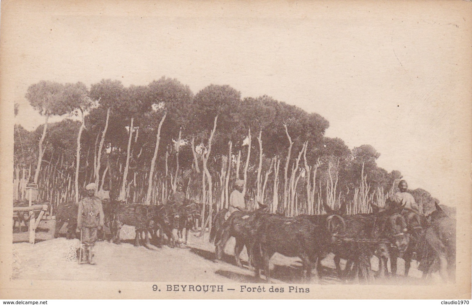 CARTOLINA - POSTCARD - LIBANO - BEYROUTH - FOREST DES PINS - Lebanon