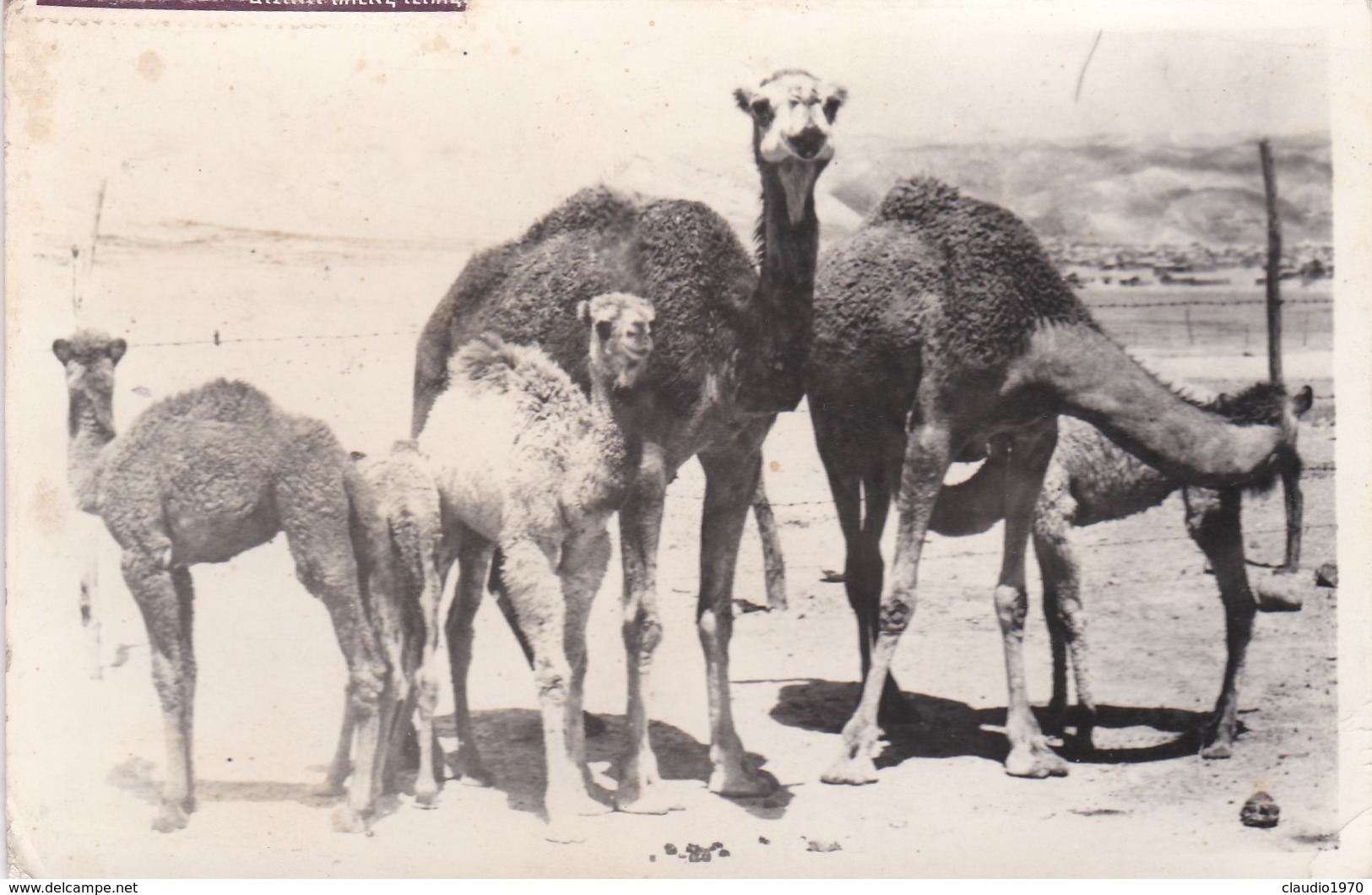 CARTOLINA - POSTCARD - ISRAELE - Israel