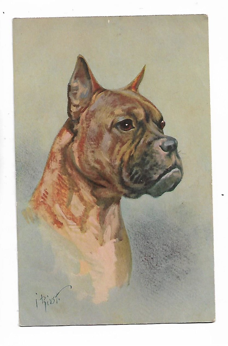 Illustrateur  Rivst    -  Chien  -  Dog  Boxer - Chiens