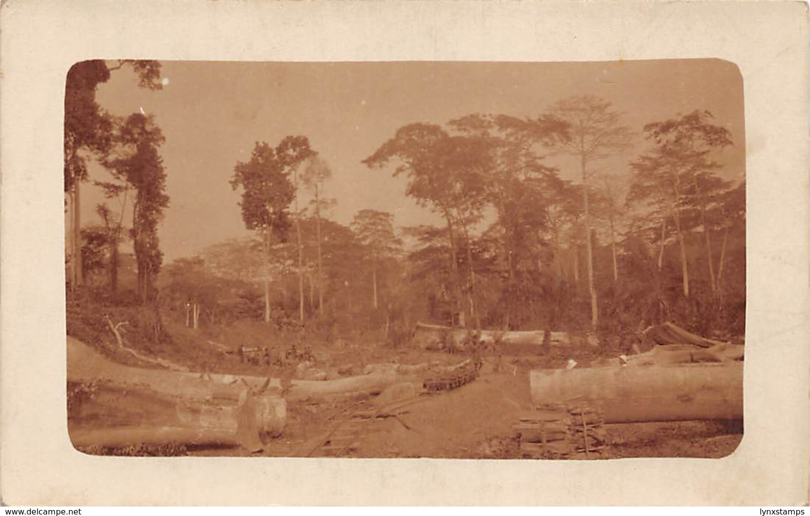 Congo Belge Postcard Jungle Logs Work Rail Sepia Real Photo - Non Classés