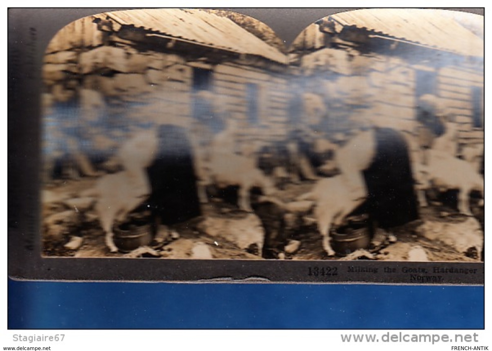 NORWAY MILKING THE GOATS HARDANGER TRAITE DES CHEVRES BELLE ANIMATION - Stereo-Photographie