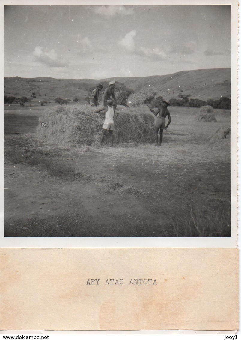 1 LOT De 8 Photos, Moisson à Madagascar Années 50,format 12/17 - Afrique