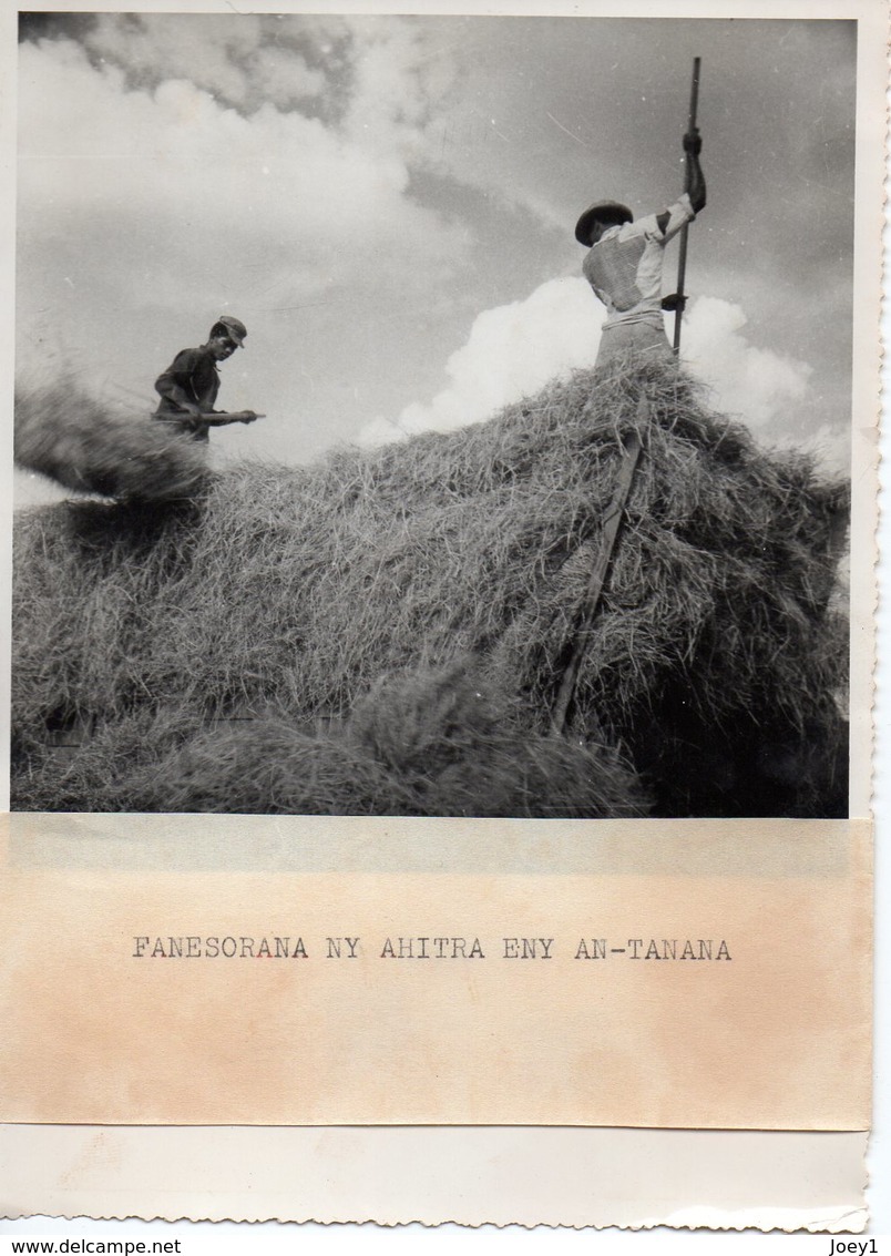 1 LOT de 8 photos, Moisson à Madagascar années 50,format 12/17