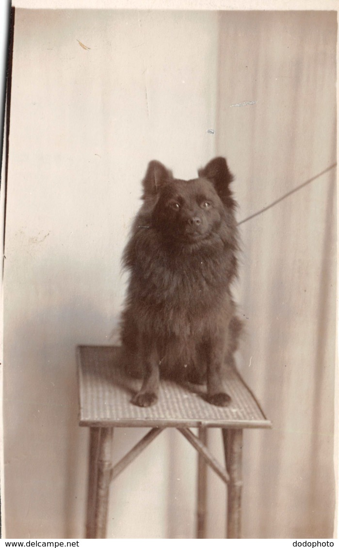 R128681 Old Postcard. Dog On The Chair. Shepherds - Monde