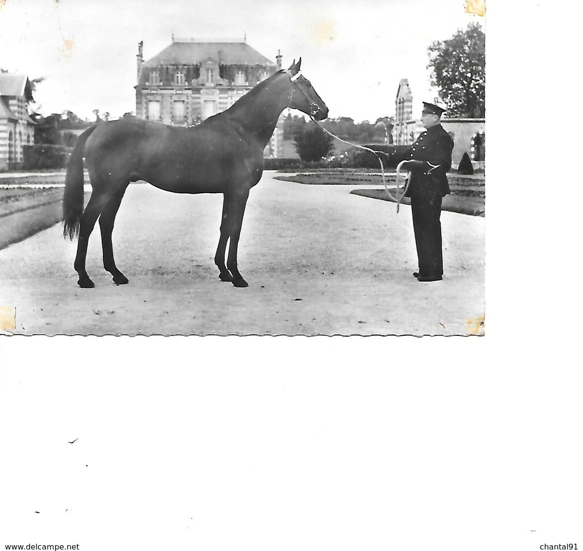 CARTE POSTALE CHEVAL PUB - Caballos