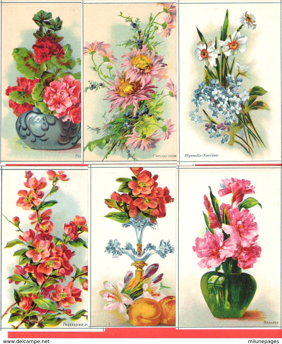 Lot 6 Chromos Bon Point Fleurs ,Myosotis, Azalées, Cognassier,Narcisse, Lys - Autres & Non Classés