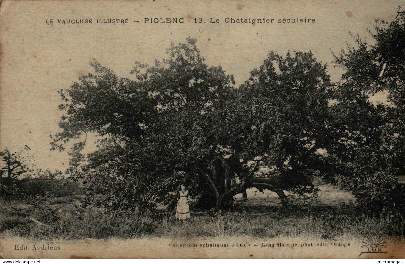 84 - PIOLENC - Le Châtaignier Séculaire - Piolenc