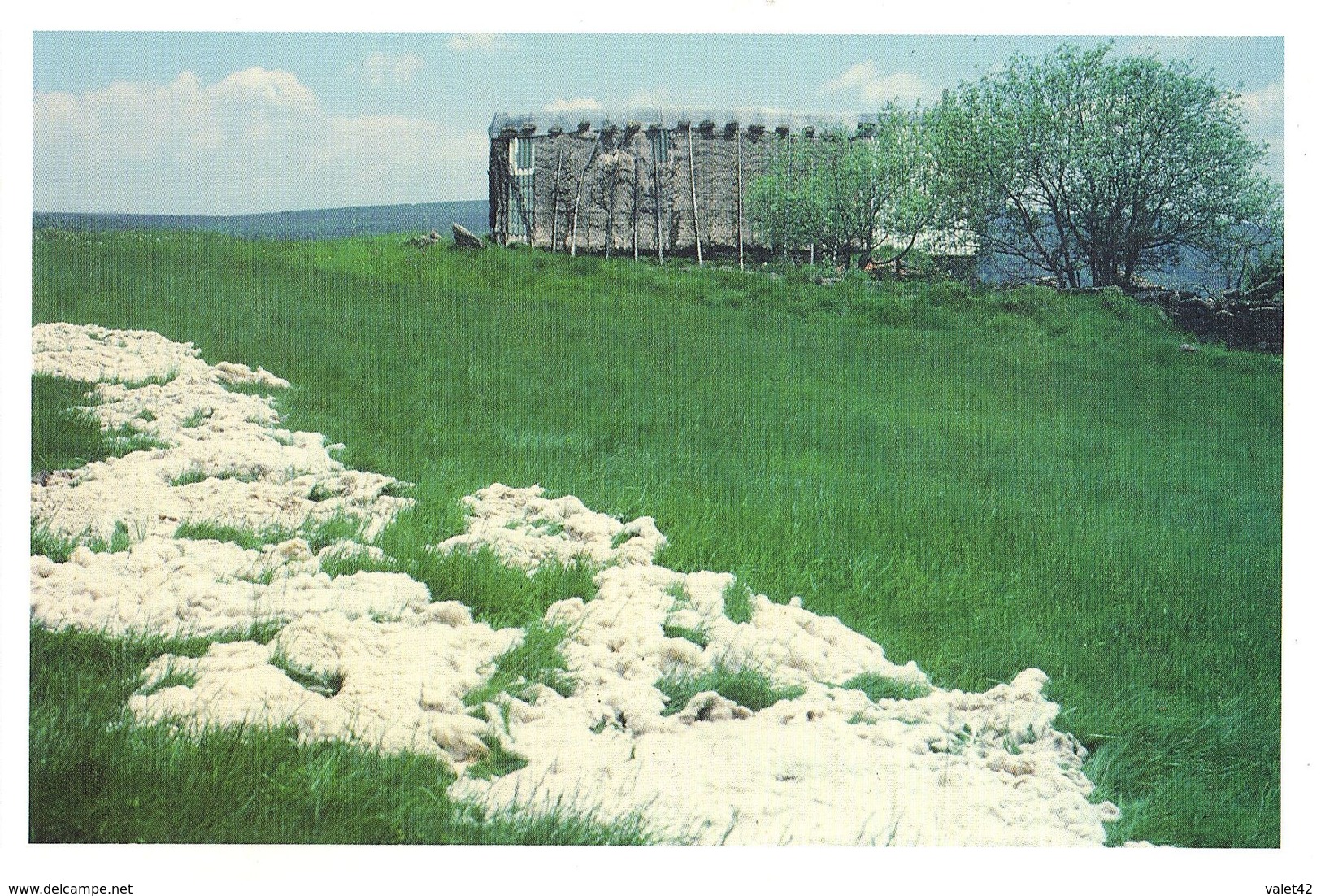 ENVIRONS DE MONTBRISON SECHAGE DE LA LAINE DE MOUTONS AU SOLEIL  ( PTHTO  C GAUTHIER ) - Autres & Non Classés