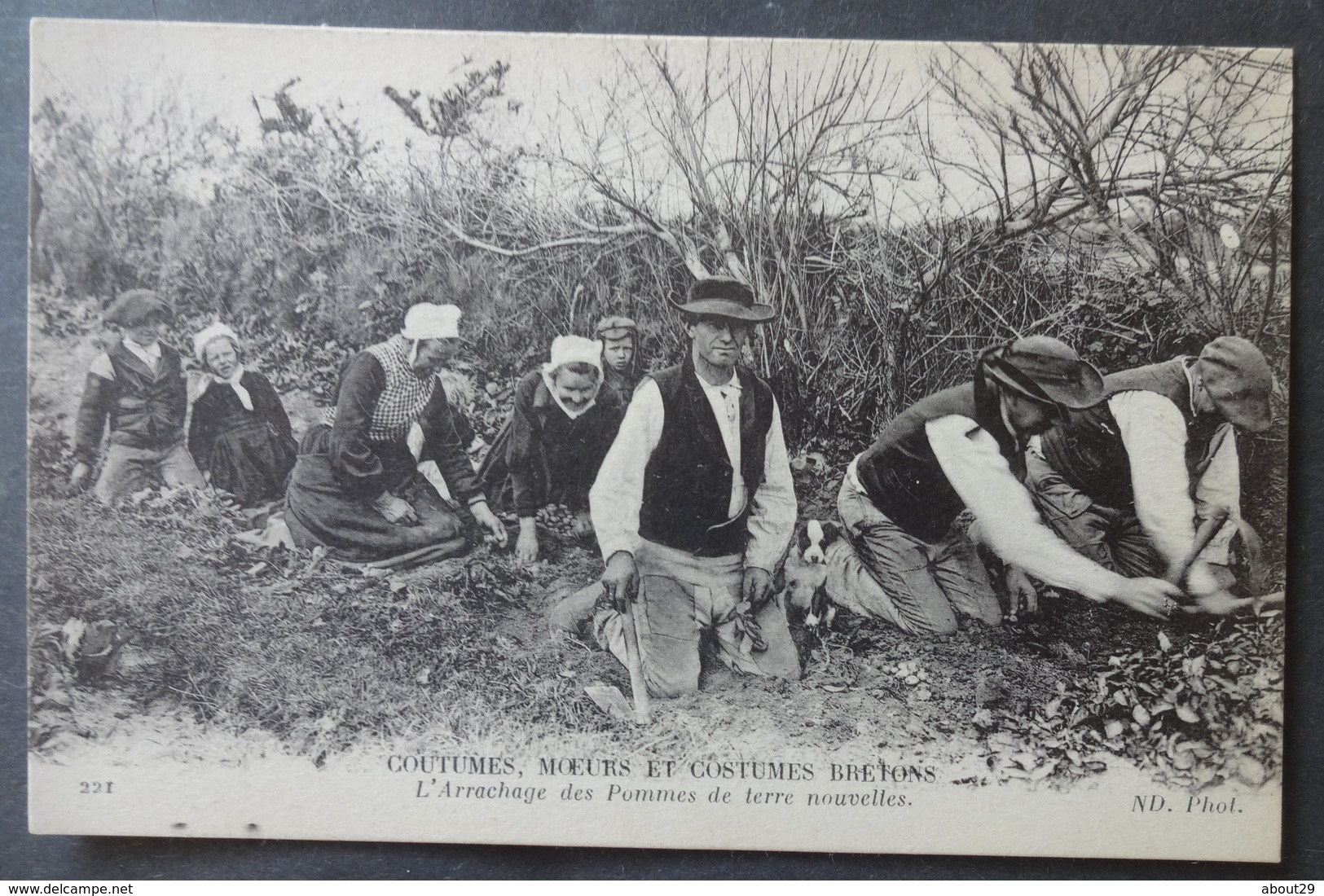 CPA 29 - CMCB 221 - L'Arrachage Des Pommes De Terre Nouvelles - Coutumes Moeurs Et Costumes Bretons - Autres & Non Classés