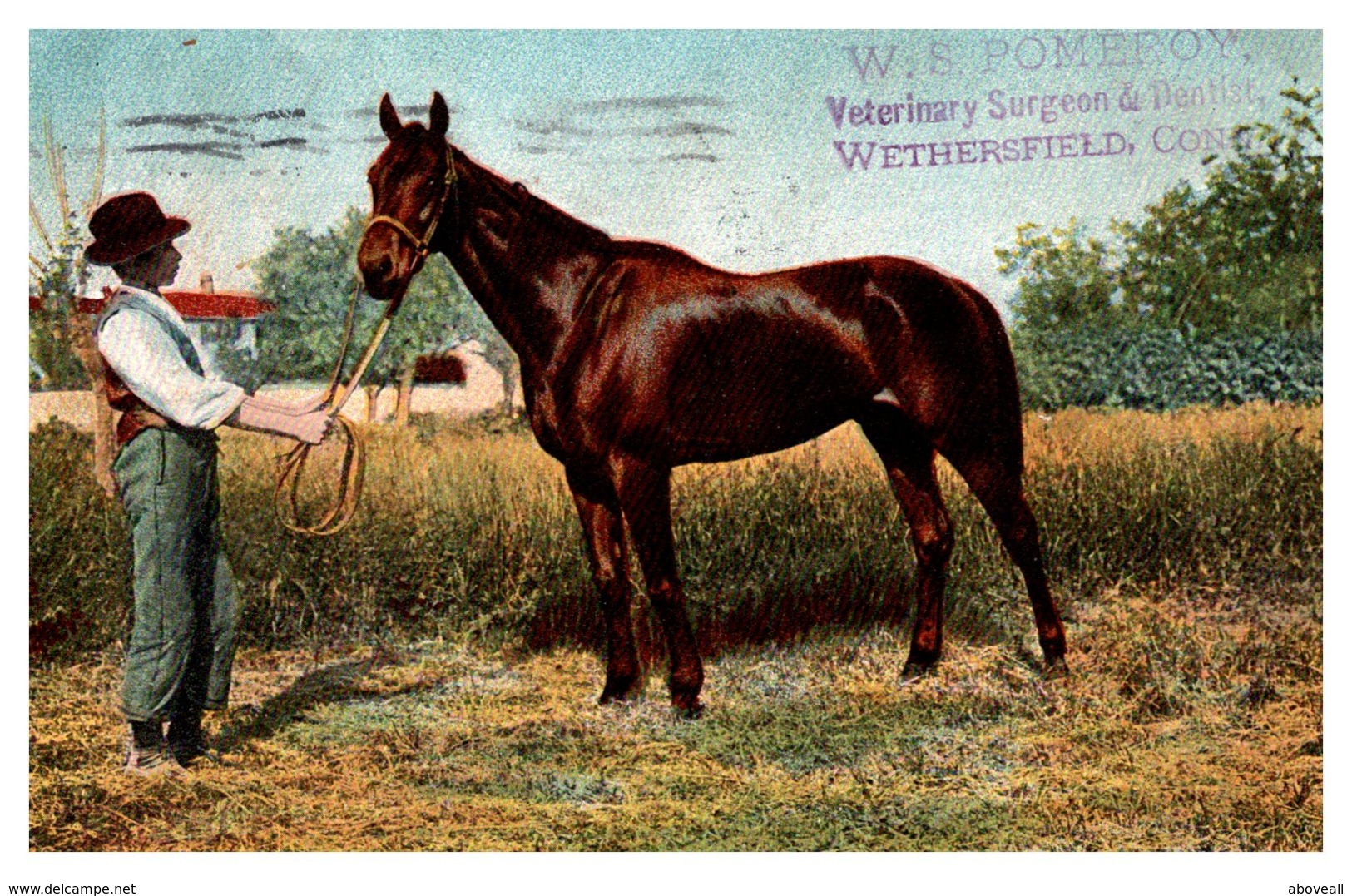 Connecticut Wethersfield , Advertising Veterinary Surgeon And Dentisit - Autres & Non Classés