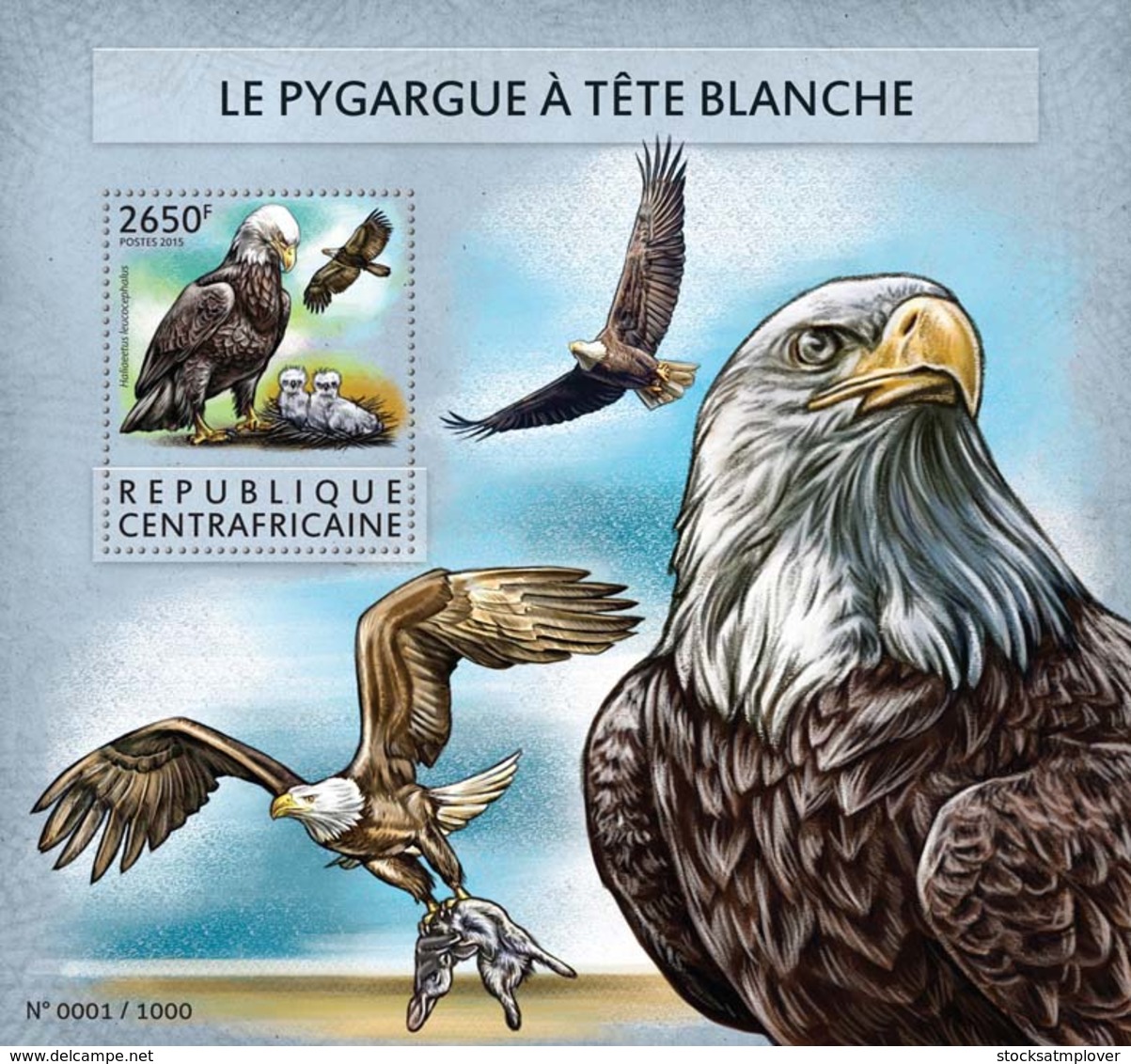 Central Africa 2015 Fauna  Bald Eagle - Central African Republic