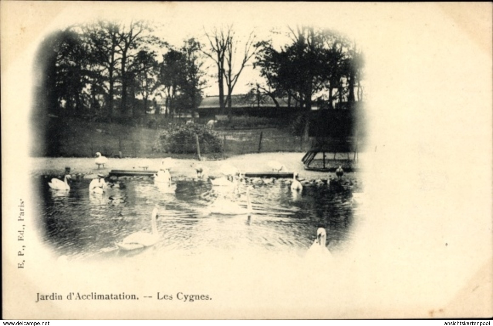 Cp Paris XVI., Jardin D'Acclimatation, Les Cygnes - Autres & Non Classés